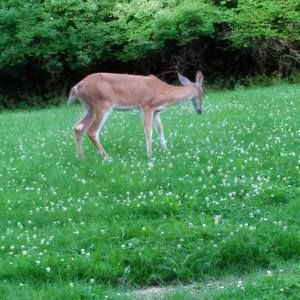 Meet your Posher, Zella mae