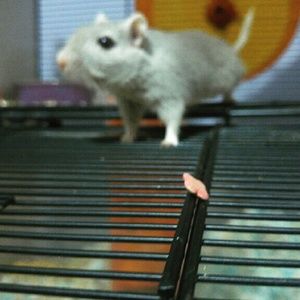 Meet your Posher, Lauryn