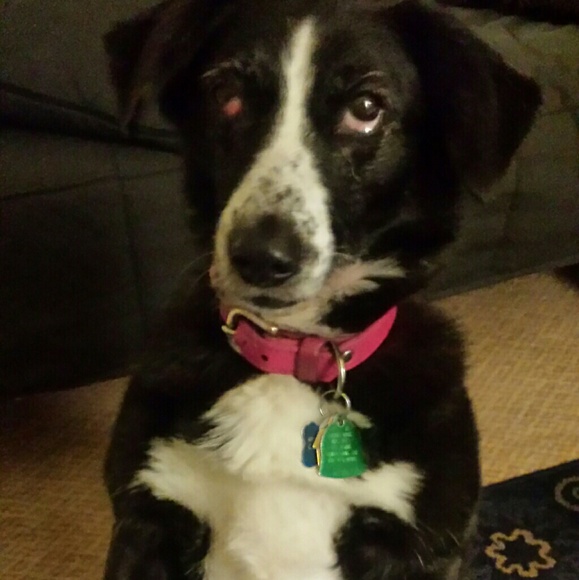 Meet your Posher, Rachael - Picture 3 of 3