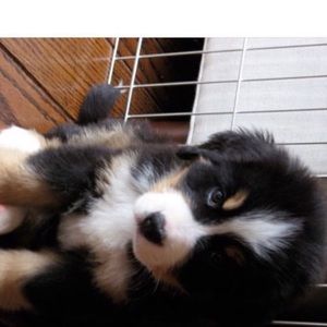 Meet your Posher, Enya