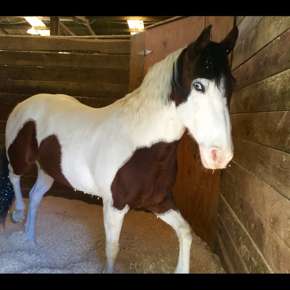 Meet your Posher, Lisa - Picture 3 of 5