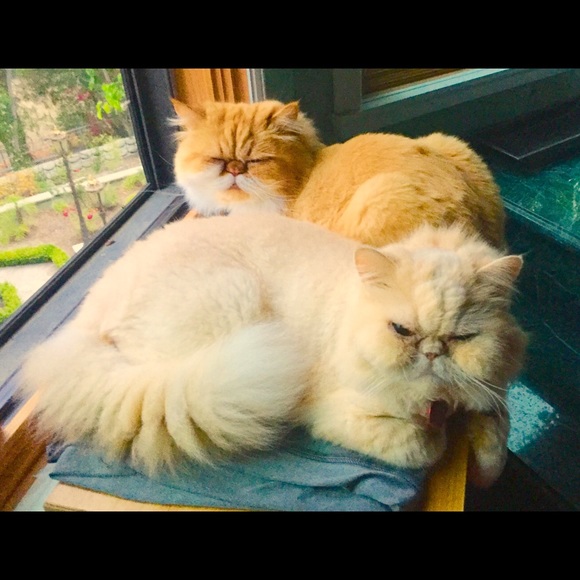 Meet your Posher, Lisa - Picture 4 of 5