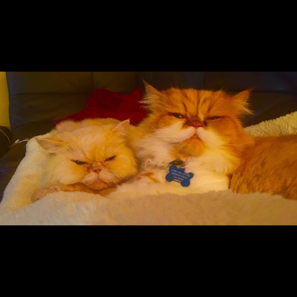 Meet your Posher, Lisa - Picture 5 of 5