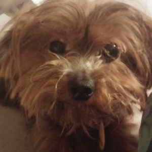 Meet your Posher, Ginger