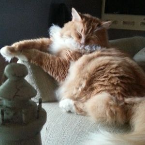 Meet your Posher, Carol