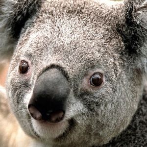 Meet your Posher, Dennis