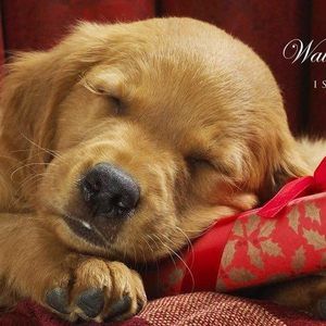 Meet your Posher, Patty