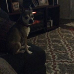 Meet your Posher, Lorri