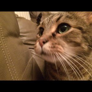 Meet your Posher, Tracey