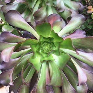 Meet your Posher, Rosa