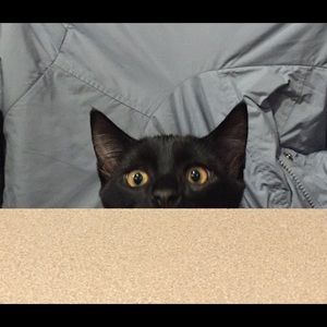 Meet your Posher, Robin