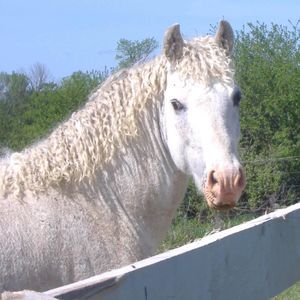 Meet your Posher, Martha