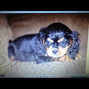 Meet your Posher, Kaci