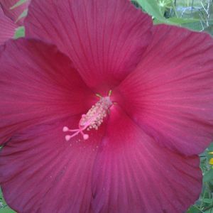 Meet your Posher, Barbara