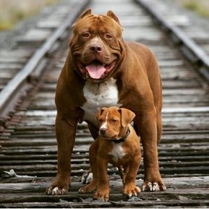 Meet your Posher, Dominic