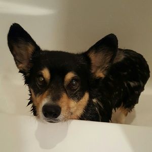 Meet your Posher, Sandy