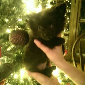 Meet your Posher, Brandon