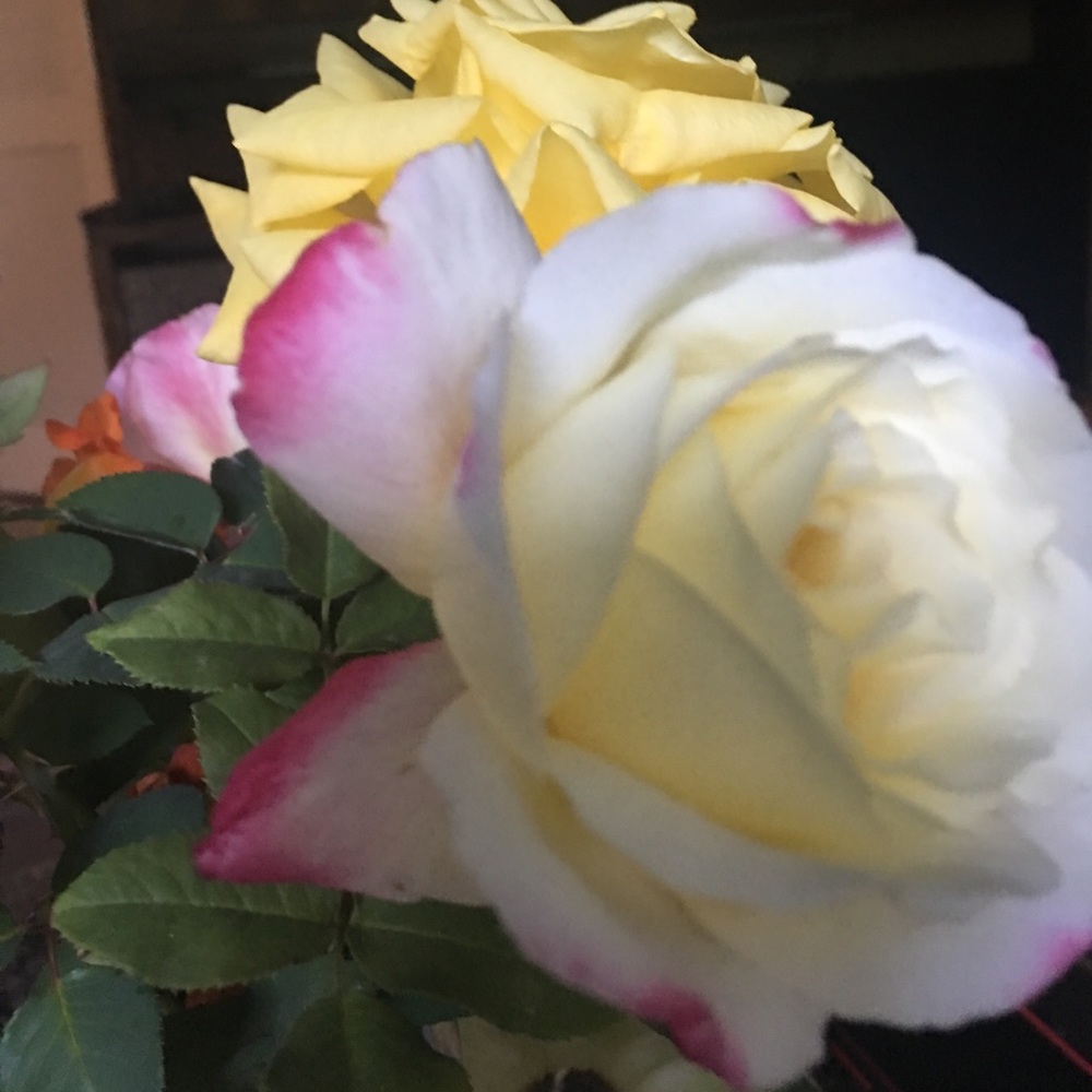 Meet your Posher, Leili