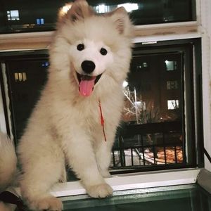 Meet your Posher, Anna