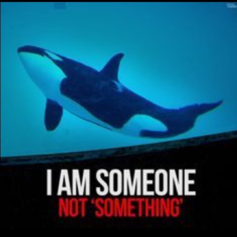 REST IN PEACE TILIKUM😇 - Picture 2 of 9
