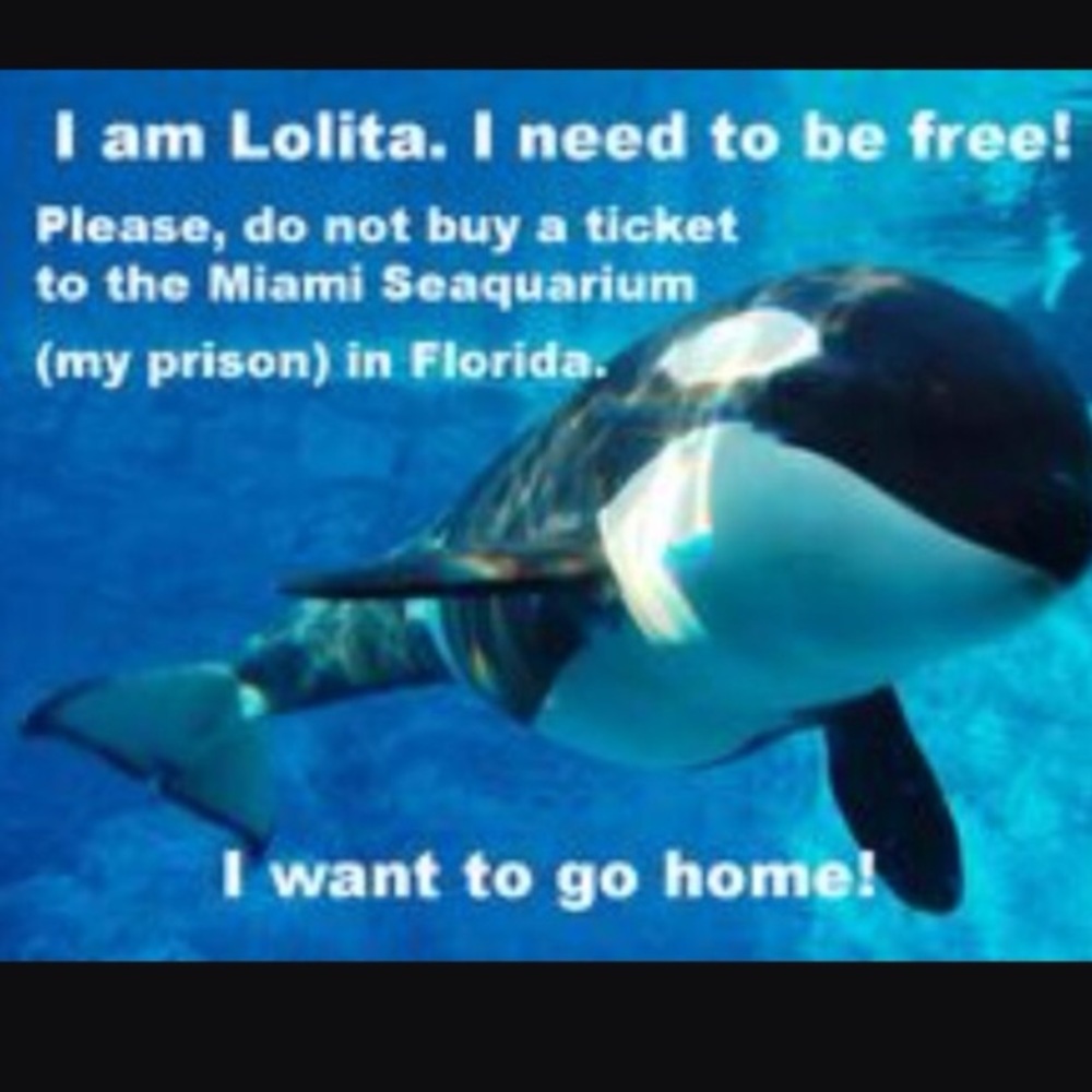 REST IN PEACE TILIKUM😇 - Picture 6 of 9