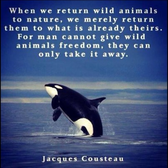 REST IN PEACE TILIKUM😇 - Picture 5 of 9