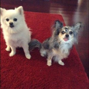 Meet your Posher, Amy