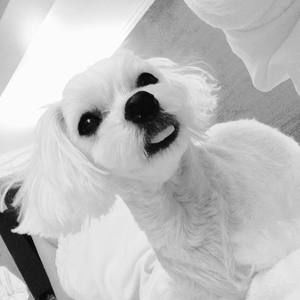 Meet your Posher, Yang j