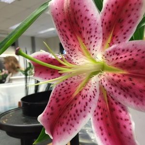 Meet your Posher, Paul