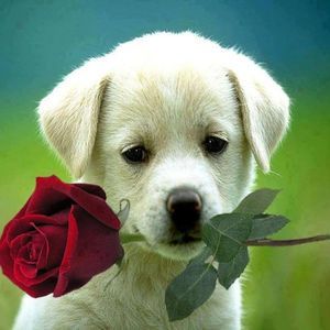 Meet your Posher, Maria