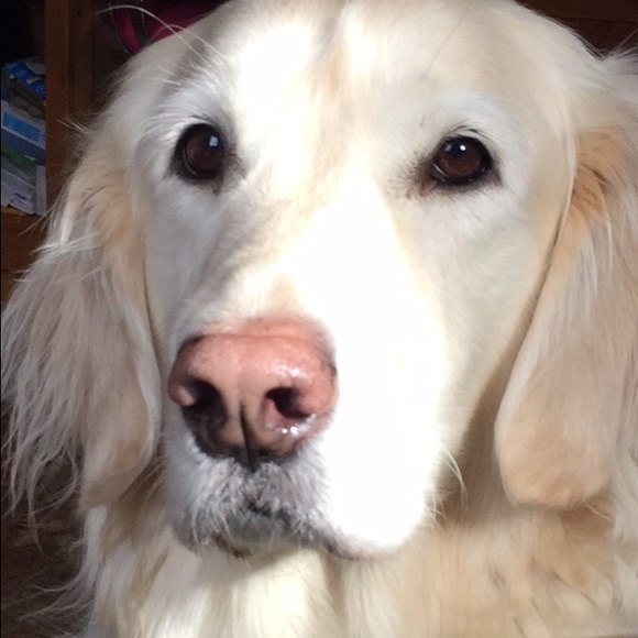 Meet your Posher, Olivia - Picture 1 of 1