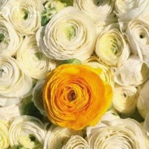 Meet your Posher, Patti