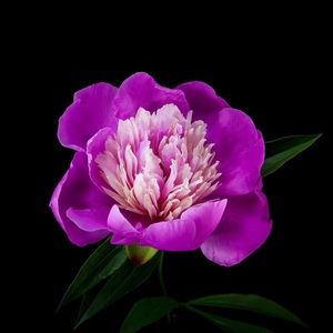 Meet your Posher, Hope