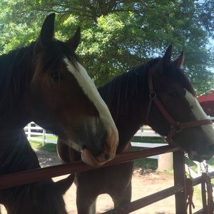 Meet your Posher, Cecil