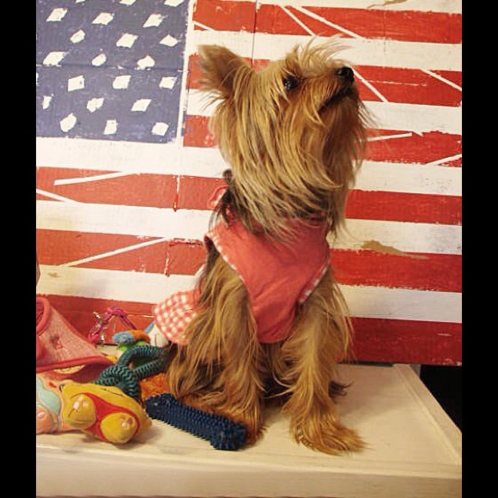 Meet your posher & Guinevere Yorkie! - Picture 14 of 16