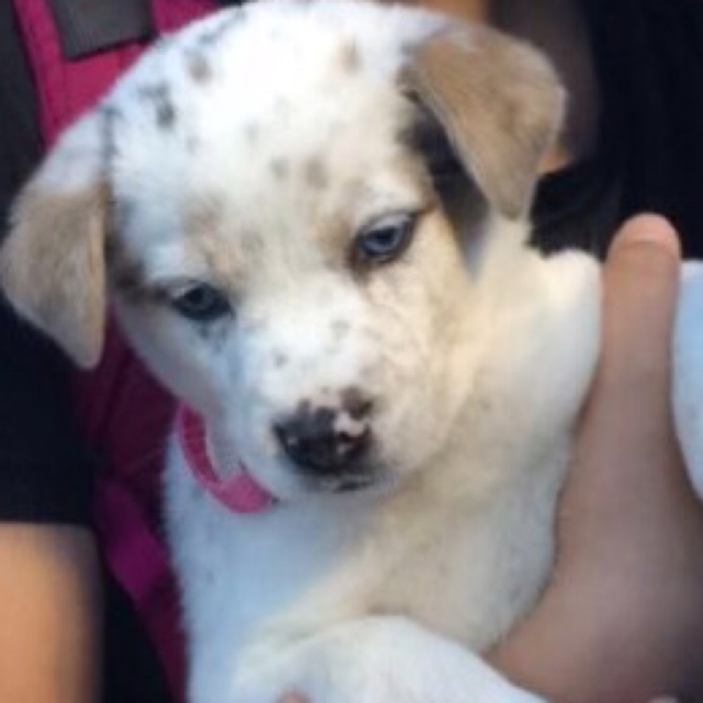 Meet your Posher, Adela