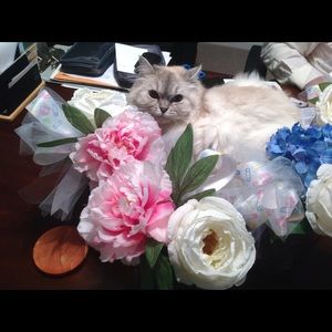 Meet your Posher, Jaime