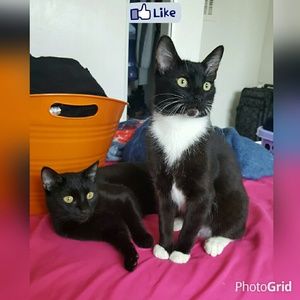 Meet your Posher, Dora