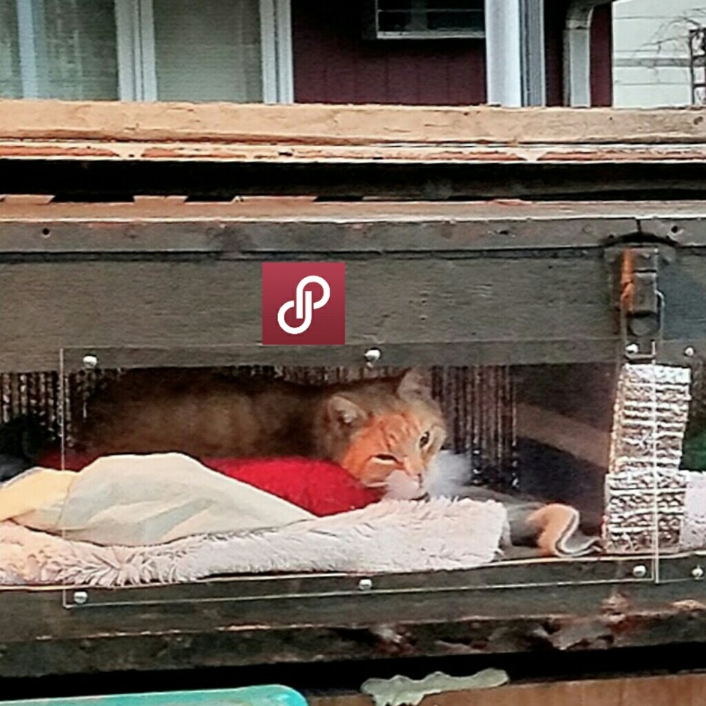 ❤️Please Share! Help Stray Cats in my Area❤️ - Picture 4 of 8