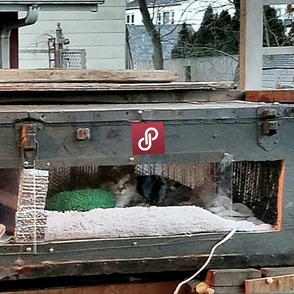 ❤️Please Share! Help Stray Cats in my Area❤️ - Picture 6 of 8