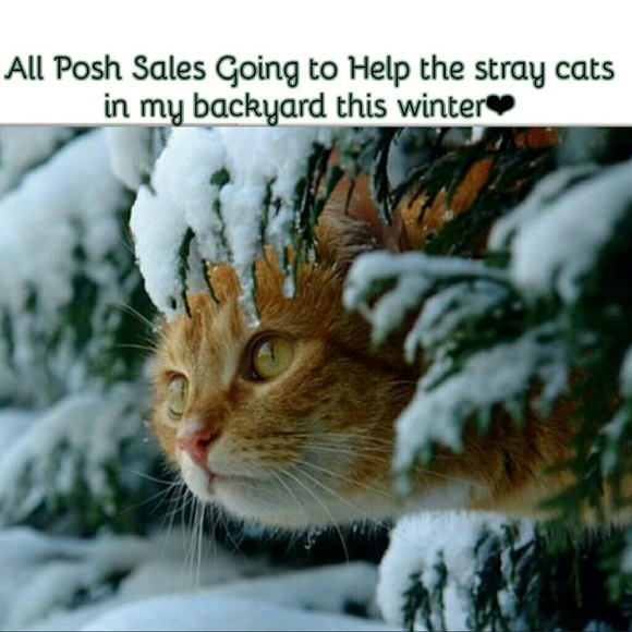 ❤️Please Share! Help Stray Cats in my Area❤️ - Picture 2 of 8