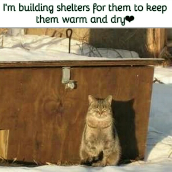 ❤️Please Share! Help Stray Cats in my Area❤️ - Picture 3 of 8