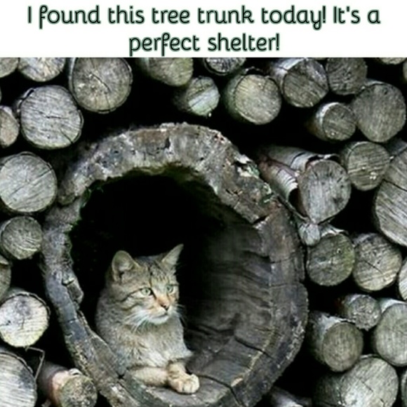 ❤️Please Share! Help Stray Cats in my Area❤️ - Picture 5 of 8