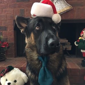 German Shepherd, 100 pounds. Active, handsome dog