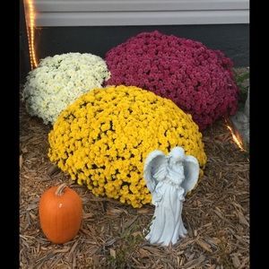 Meet your Posher, Sue