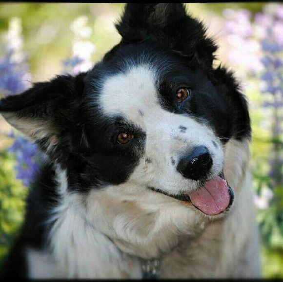 Meet your Posher, Brenda, ~HipFarmChick Designs~ - Picture 10 of 16