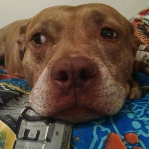 Meet your Posher, Barbara