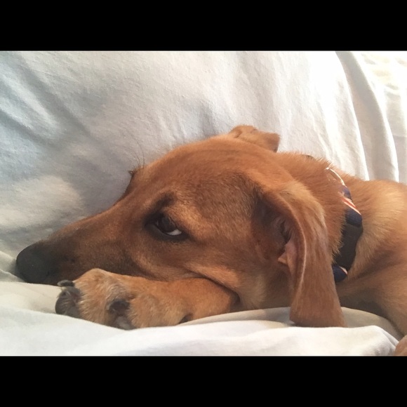 Meet your Posher, Antoinette