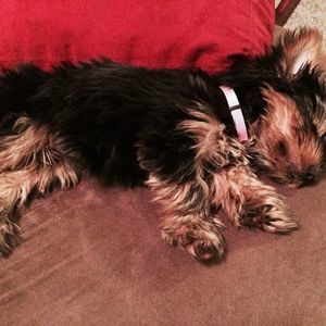 Meet your Posher, Natalie