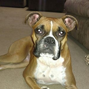 Meet your Posher, Brandy